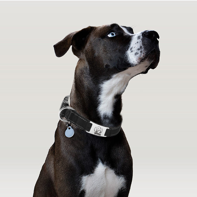 Load image into Gallery viewer, Dog Collar (2pcs) - ZBAITU